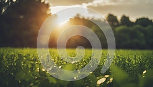 a sunset over a green field with the sun shining through the clouds, wind moving green grass