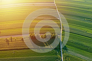 Sunset over green rapeseed, cultivation aerial landscape