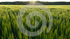 Sunset over green wheat field.