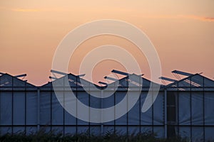 Sunset over a greenhouse with roses in Moerkapelle where windows are open to cool the roses