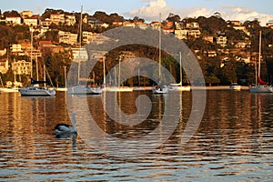 Sunset over Harbour in Sydney