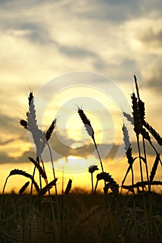 Sunset over harvest field