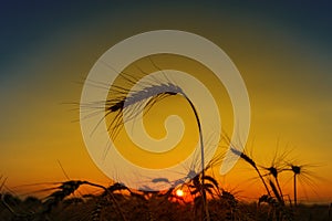 Sunset over harvest field