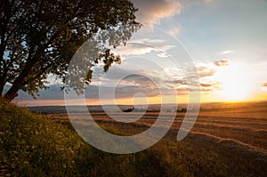 Sunset over the harvested field