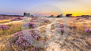 Sunset over heathland Veluwe Netherlands