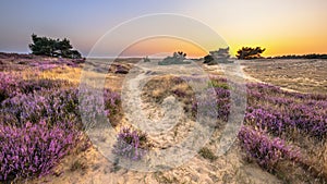 Sunset over heathland Veluwe Netherlands