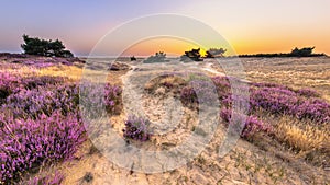 Sunset over heathland Veluwe Netherlands