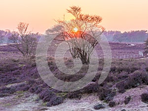 Sunset over heathland Zuiderheide, Gooi, Netherlands photo