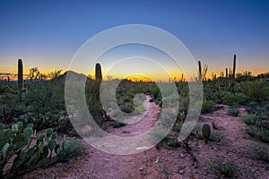 Sunset in Saguaro National Park in Arizona