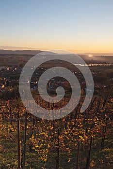 Sunset over Italian vineyard on autumn