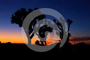 Sunset over Joshua Tree, Joshua Tree National Park