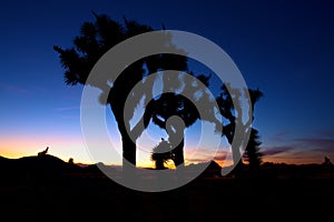 Sunset over Joshua Tree, Joshua Tree National Park, USA