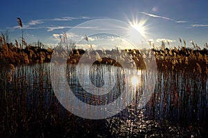 Sunset over the lake in the backlight with sumbeam and reed