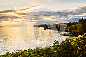 Sunset over the lake geneva and grape plants in the foreground, Switzerland