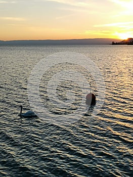 Sunset over lake geneva with a swan as guest on the first ground