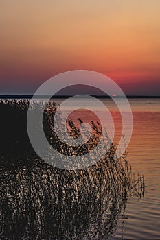 Sunset over lake with reeds and grasses in foreground