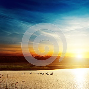 Sunset over lake with swans