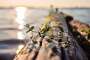 Sunset over the lake with a young plant on a wooden pier