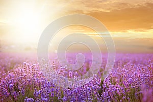 Sunset over a lavender field.