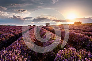 Atardecer a través de lavanda 