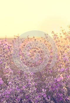 Sunset over lavender field in Bulgaria. Summer nature background.