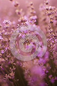 Sunset over lavender field in Bulgaria. Summer nature background.