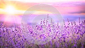 Sunset over a lavender field.