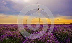Sunset over lavender field with wind turbine