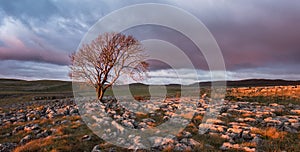 Sunset over Lone Tree, Yorkshire Dales