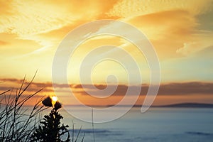 Sunset over loop head with silhouetted wild thistles