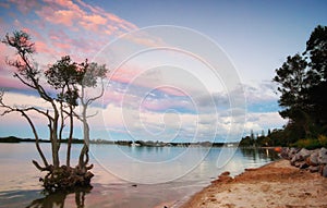Sunset over mangrove tree