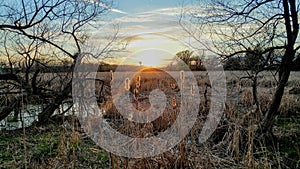 Sunset over Marshy Swamp Shinning on Cattails