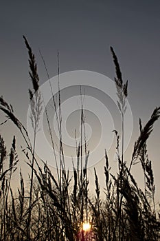 Sunset over meadow