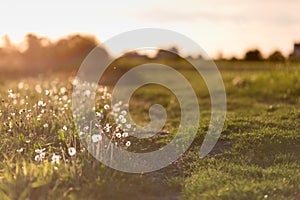 Sunset over the meadow