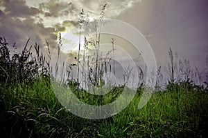 Sunset over the meadow