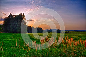 Sunset over meadow and spruce trees at summer evening, sunlight, sky, green grass.Relaxing atmosphere. Countryside landscape.