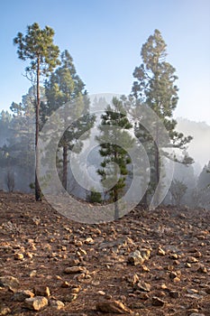 Sunset over misty pine tree forest