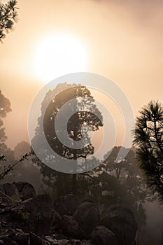 Sunset over misty pine tree forest