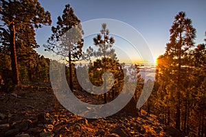 Sunset over misty pine tree forest