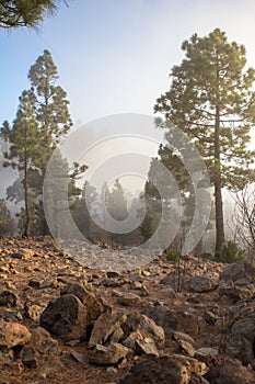 Sunset over misty pine tree forest