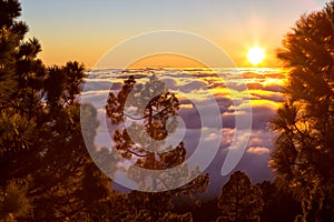 Sunset over misty pine tree forest