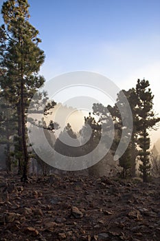 Sunset over misty pine tree forest
