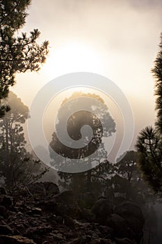 Sunset over misty pine tree forest