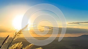 Sunset over mountains and forest with grass flower.