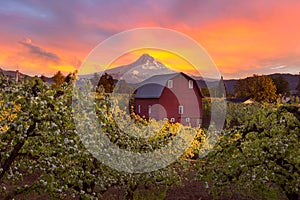 Sunset over Mt Hood and Red Barn in Portland Oregon