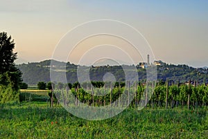 Sunset Over Northern Italian Vineyard