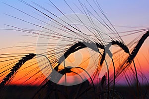 Sunset over rye field