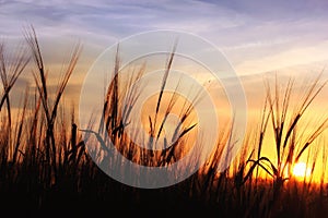 Sunset over oats field