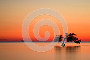 Sunset Over an Ocean with a Mangrove Tree