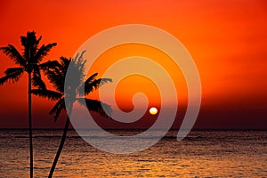 Sunset over ocean with palm trees silhouette